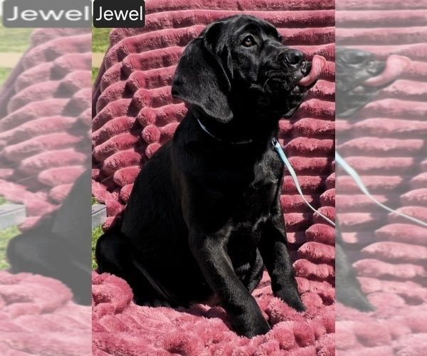 Medium Photo #3 Cane Corso Puppy For Sale in MINERAL WELLS, WV, USA