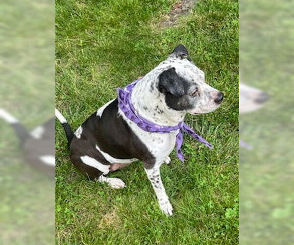 Medium Photo #7 American Pit Bull Terrier-Unknown Mix Puppy For Sale in Oakhurst, NJ, USA