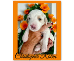 Small Photo #6 Bernedoodle Puppy For Sale in MENIFEE, CA, USA