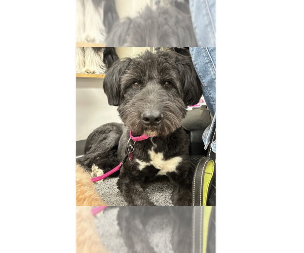 Medium Photo #29 Mutt Puppy For Sale in New York, NY, USA