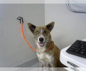 Siberian Husky-Unknown Mix Dogs for adoption in Pasadena, TX, USA