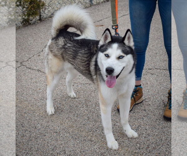 Medium Photo #2 - Mix Puppy For Sale in Huntley, IL, USA