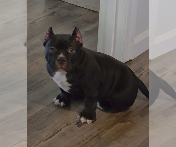 Medium Photo #1 American Bully Puppy For Sale in PADUCAH, KY, USA