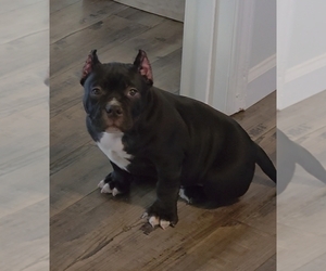 American Bully Puppy for sale in PADUCAH, KY, USA