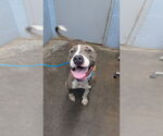 Kyson - Male Mutt Dog for Adoption - Small photo