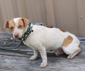 Arty - Male Dachshund Dog for Adoption - Photo #3