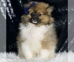 Small #3 Pomeranian