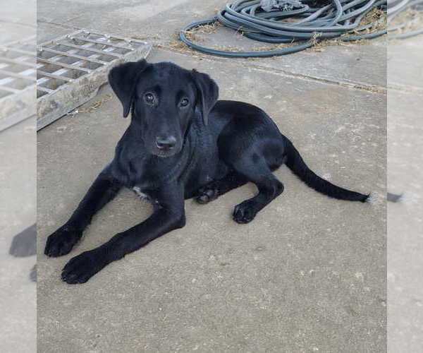 Medium Photo #1 Labrador Retriever-Unknown Mix Puppy For Sale in Palatine/Kildeer/Buffalo grove, IL, USA