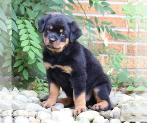 Rottweiler Puppy for sale in FREDERICKSBG, OH, USA
