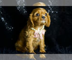 Small Photo #78 Cavalier King Charles Spaniel Puppy For Sale in WARSAW, IN, USA