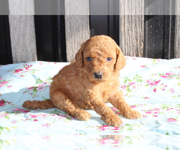 Medium Photo #9 Goldendoodle (Miniature) Puppy For Sale in BLOOMINGTON, IN, USA