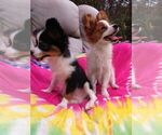 Small Photo #14 Papillon Puppy For Sale in OLA, AR, USA