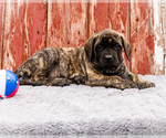 Puppy Mackenzie Mastiff