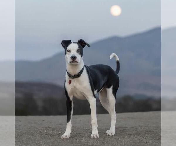 Medium Photo #44 Boston Terrier-Boxer Mix Puppy For Sale in San Diego, CA, USA