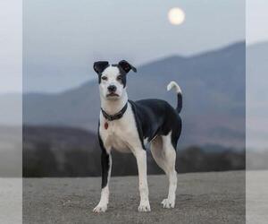 Wyle (Emmy Pup) - Male Boston Terrier-Boxer Mix Dog for Adoption - Photo #44