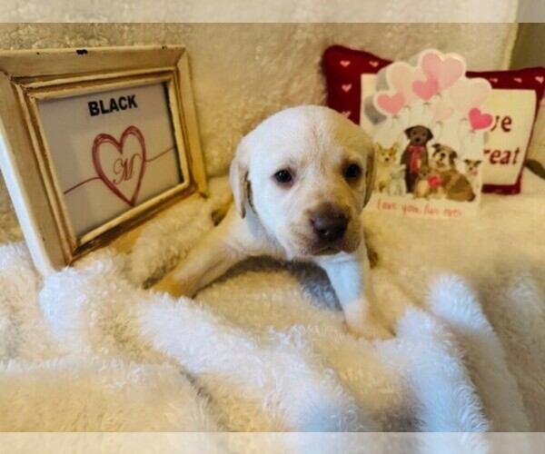 Medium Photo #1 Labrador Retriever Puppy For Sale in MAYSVILLE, GA, USA