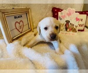 Labrador Retriever Puppy for sale in MAYSVILLE, GA, USA