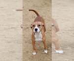 Small American Staffordshire Terrier