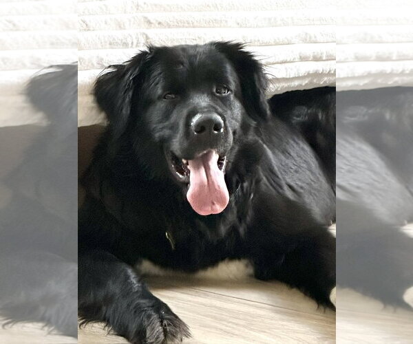 Medium Photo #9 Great Pyrenees-Unknown Mix Puppy For Sale in Sandy, UT, USA