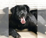 Small #8 Great Pyrenees Mix