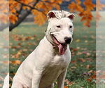 Small #5 American Pit Bull Terrier Mix