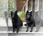 Small #3 Belgian Sheepdog