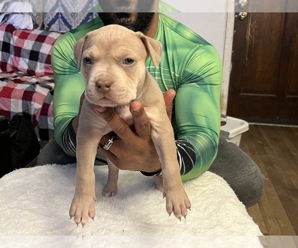 Medium Photo #8 American Bully Puppy For Sale in DUNDALK, MD, USA