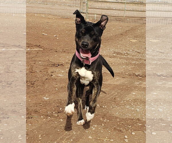Medium Photo #2 American Pit Bull Terrier-Unknown Mix Puppy For Sale in Peralta, NM, USA