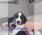 Puppy Green collar bo Saint Bernard