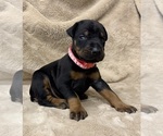 Small #13 Doberman Pinscher