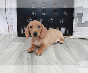 Dachshund Puppy for sale in MARIETTA, GA, USA