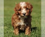 Small #1 Cavapoo (Miniature)