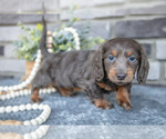 Small Photo #9 Dachshund Puppy For Sale in TOPEKA, IN, USA
