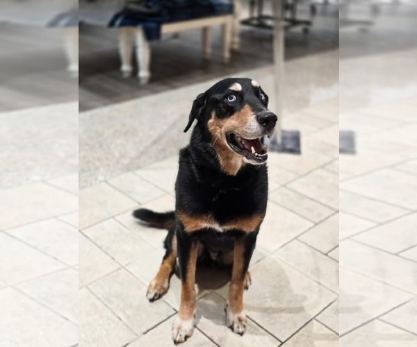 Medium Photo #5 Rottweiler-Siberian Husky Mix Puppy For Sale in Sandy, UT, USA