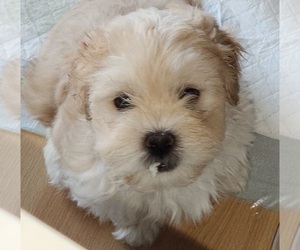 Maltipoo-Shih Tzu Mix Puppy for sale in SACRAMENTO, CA, USA