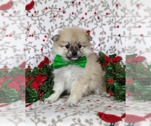 Pomeranian Puppy for sale in CHRISTIANA, PA, USA