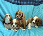 Small #2 Cavalier King Charles Spaniel