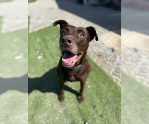 Stella Grace - Female Labrador Retriever-Unknown Mix Dog for Adoption - Photo #2