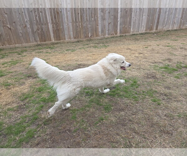 Medium Photo #9 Chow Chow-Great Pyrenees Mix Puppy For Sale in Houston, TX, USA