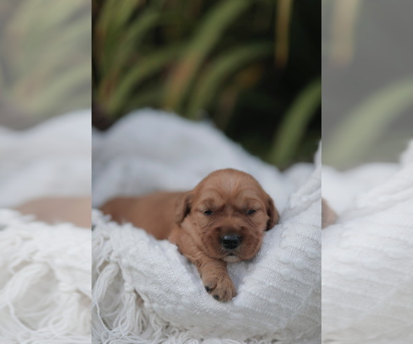 Medium Photo #7 Golden Retriever Puppy For Sale in FREDONIA, KY, USA