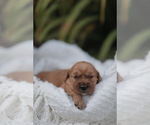 Small #6 Golden Retriever