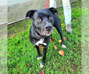 Labrador Retriever-Unknown Mix Dogs for adoption in Long Beach, CA, USA