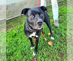 Small Labrador Retriever Mix