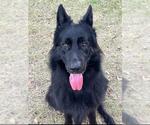 Small German Shepherd Dog Mix