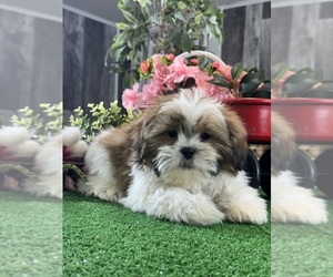 Shih Tzu Puppy for sale in CANOGA, NY, USA