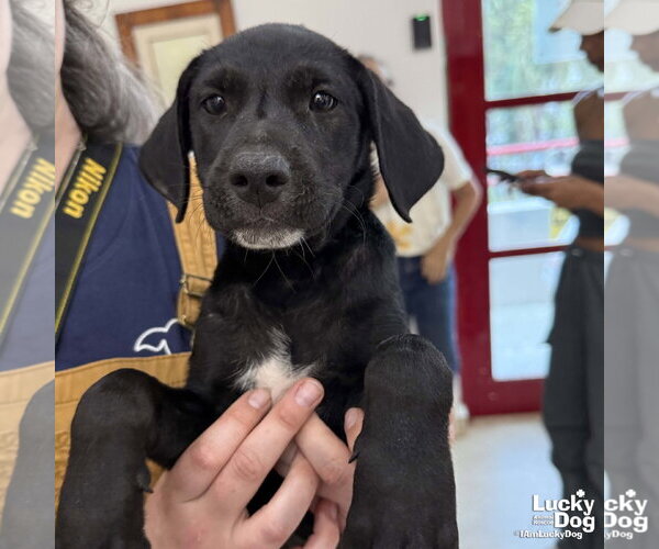 Medium Photo #7 Labrador Retriever-Unknown Mix Puppy For Sale in Washington, DC, USA