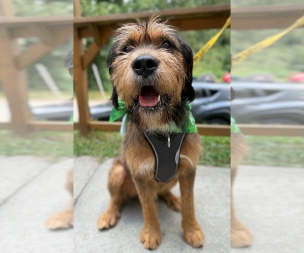 Medium Photo #4 Mutt Puppy For Sale in Greenville, SC, USA