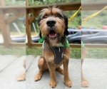 Small Photo #4 Mutt Puppy For Sale in Greenville, SC, USA