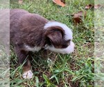 Small #6 Miniature Australian Shepherd