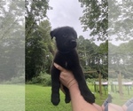 Puppy Royal German Shepherd Dog
